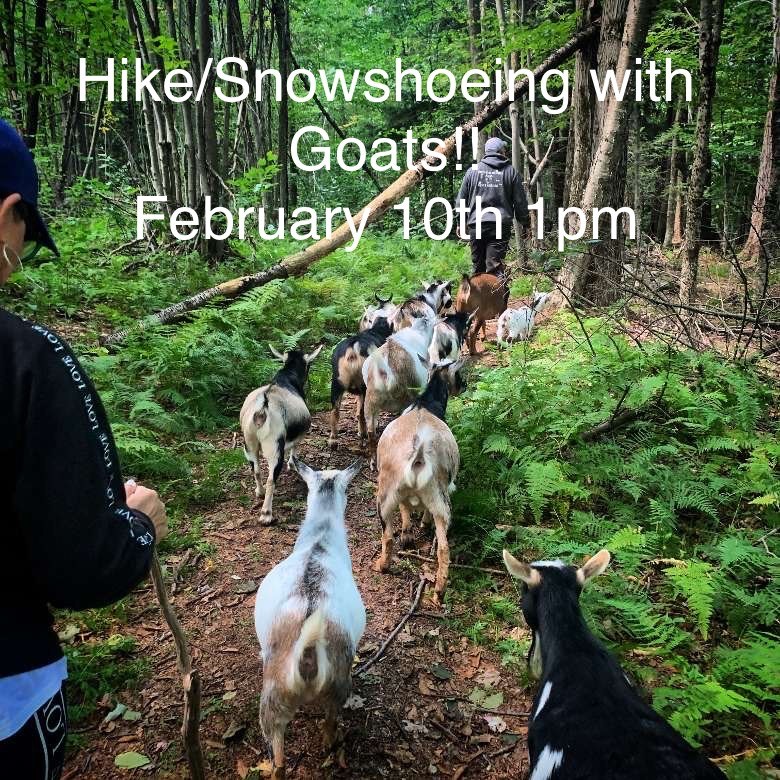 Snowshoeing and Hiking .... With Goats!!!